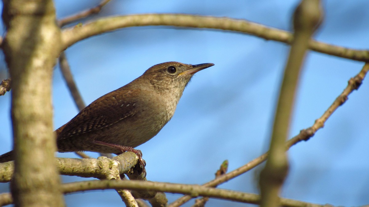 House Wren - ML102171301