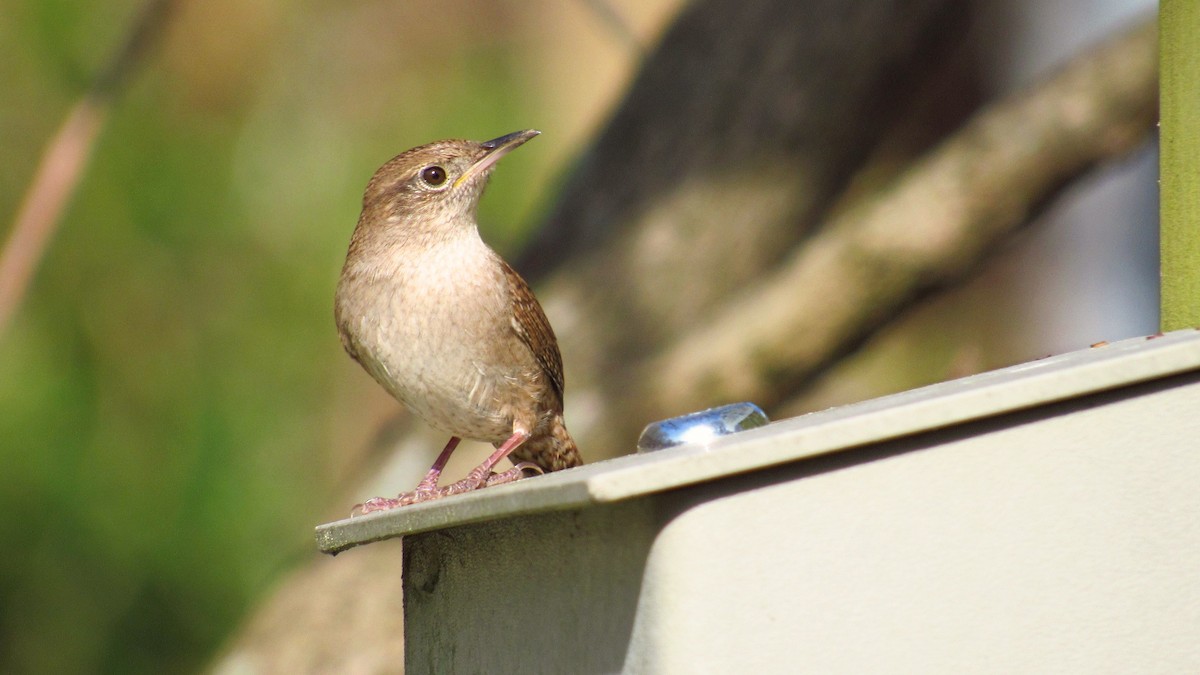 House Wren - Eric Walther