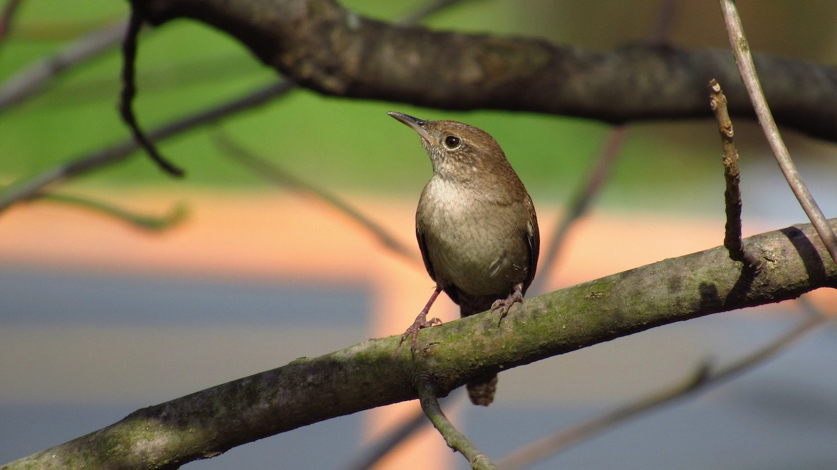 House Wren - Eric Walther
