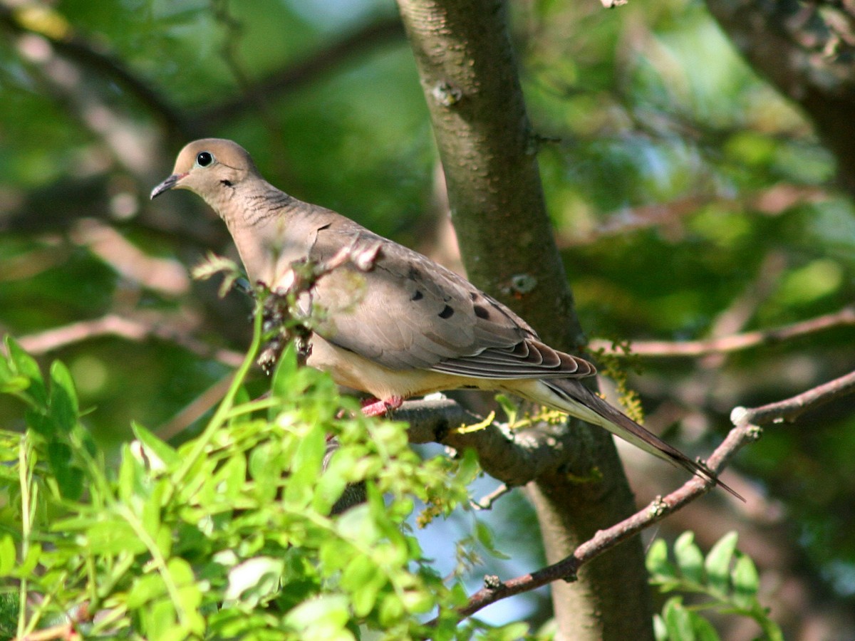 Mourning Dove - Sherry Plessner