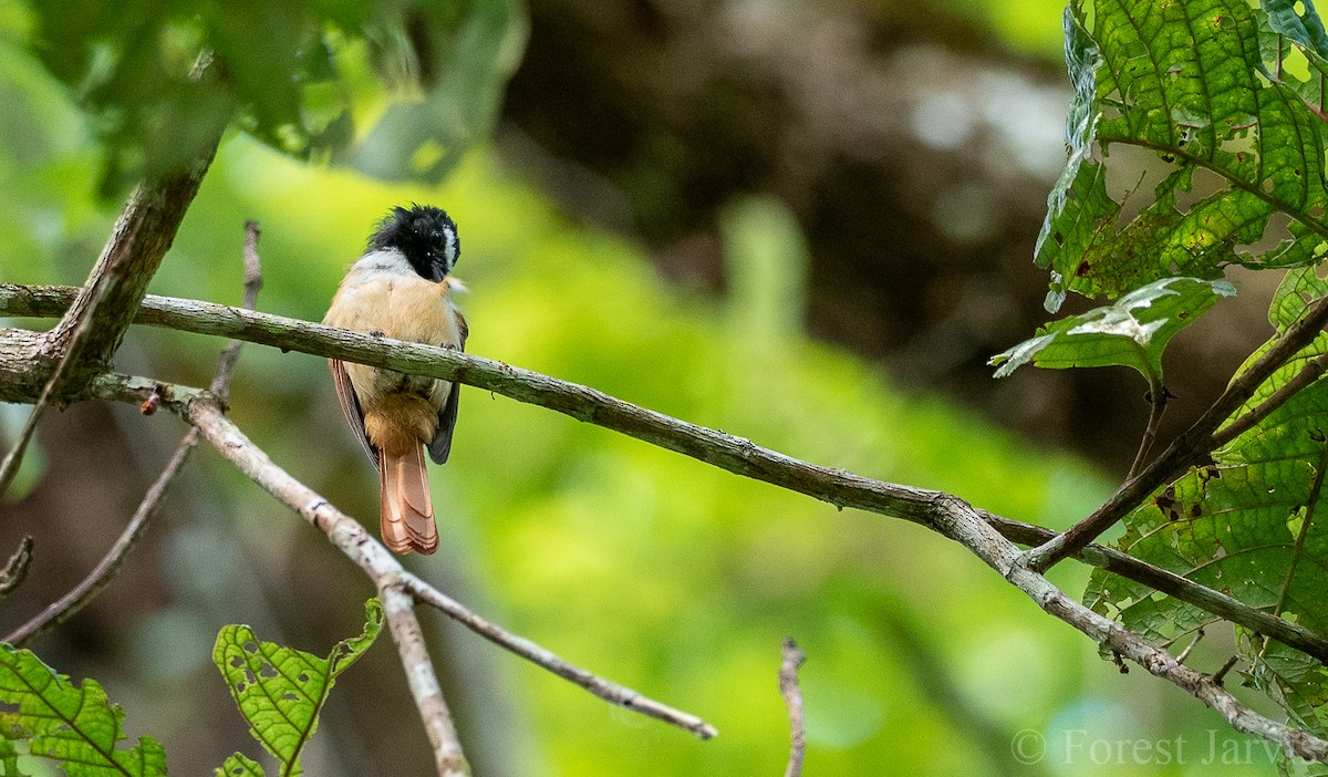 Black-and-cinnamon Fantail - ML102172761