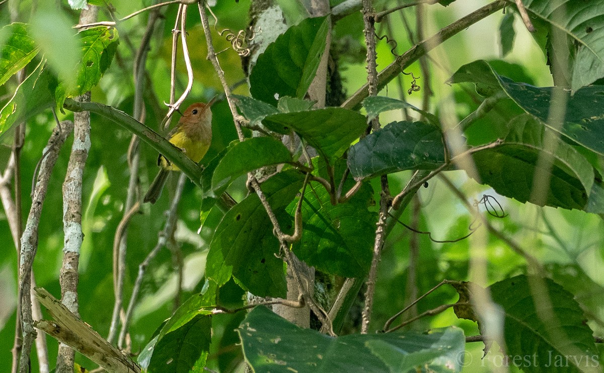 Rufous-headed Tailorbird - Forest Botial-Jarvis