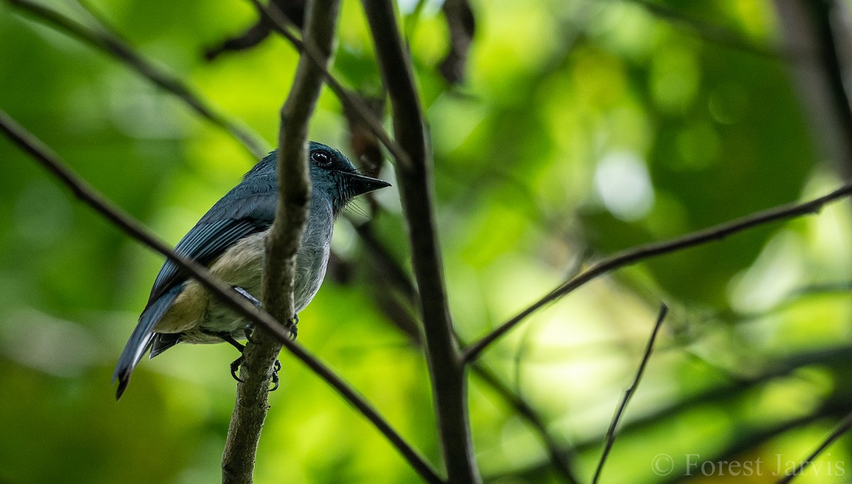 Turquoise Flycatcher - ML102173601