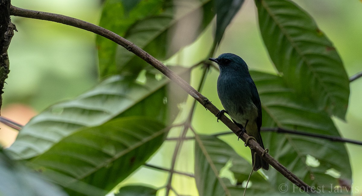 Turquoise Flycatcher - ML102173611