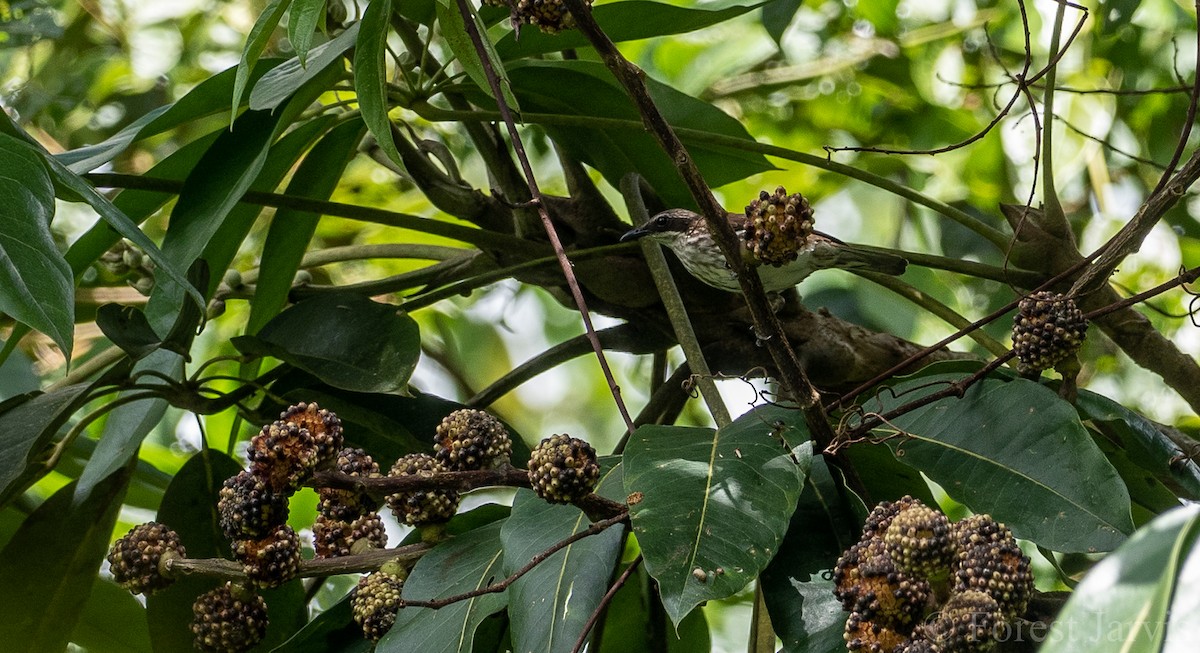 Stripe-breasted Rhabdornis - Forest Botial-Jarvis