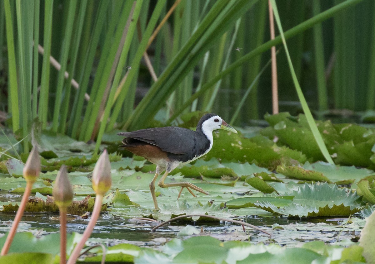 White-breasted Waterhen - Simon Best