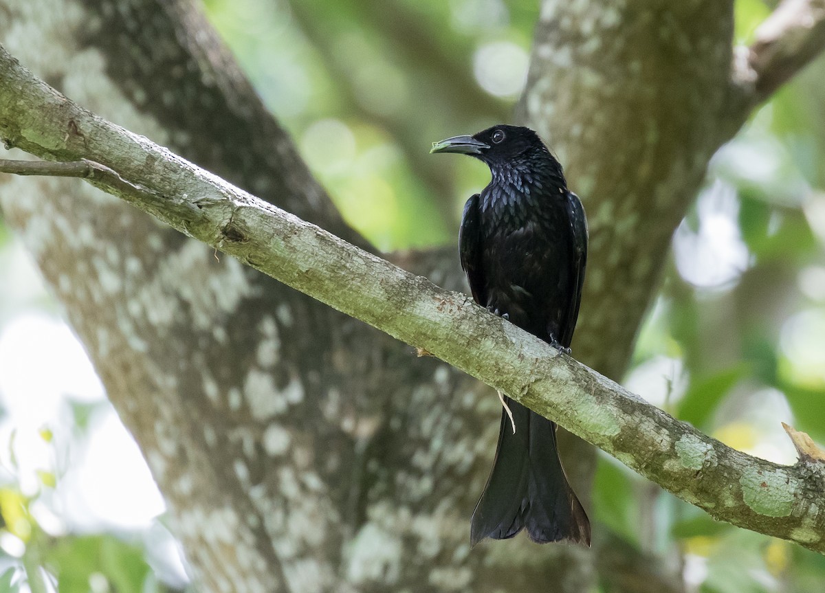 Hair-crested Drongo - Simon Best