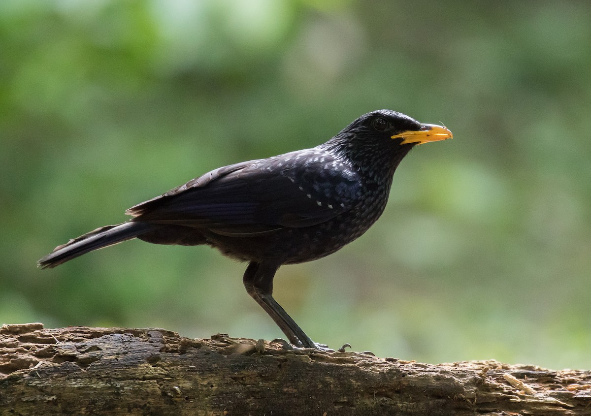 Blue Whistling-Thrush - ML102174001