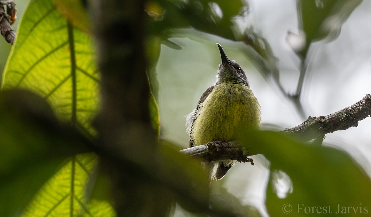 Tbolinektarvogel - ML102174031