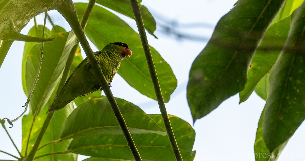 Mindanao Lorikeet - Forest Botial-Jarvis