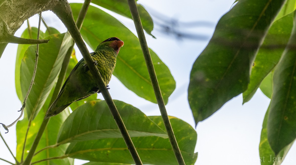 Mindanao Lorikeet - Forest Botial-Jarvis