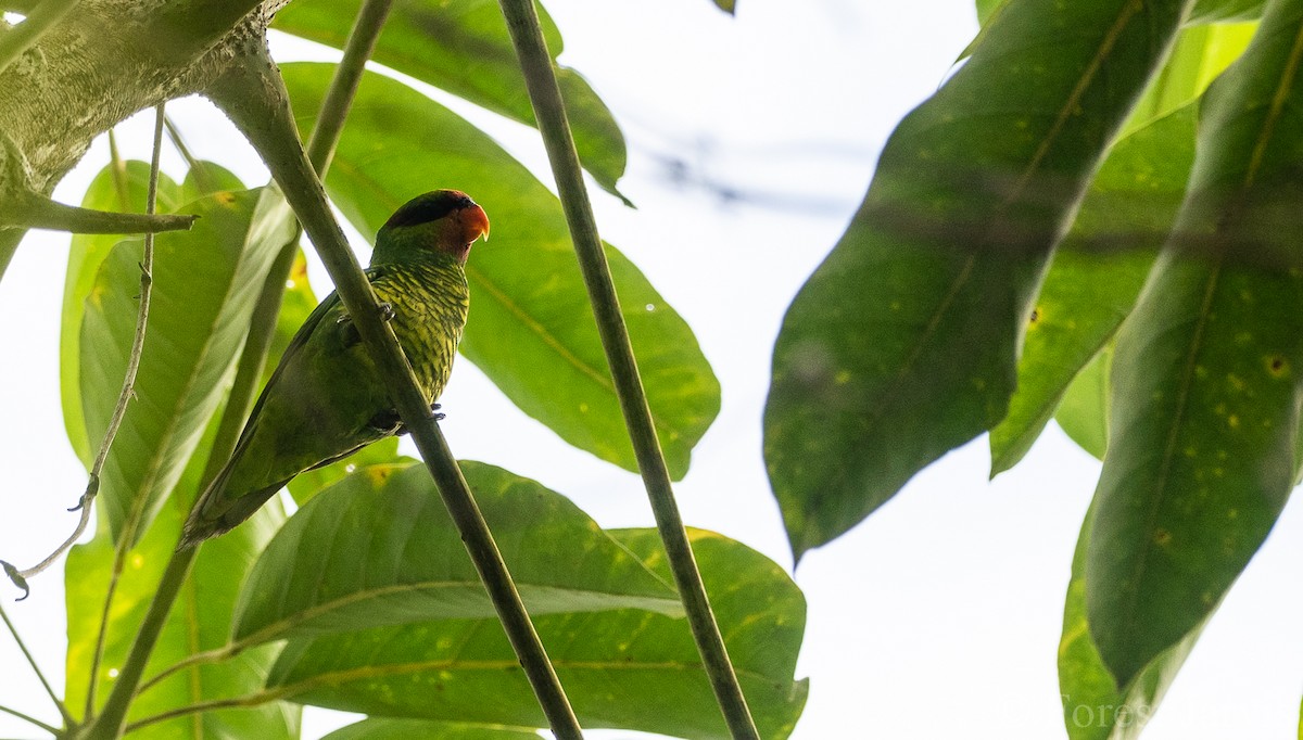 Mindanao Lorikeet - Forest Botial-Jarvis