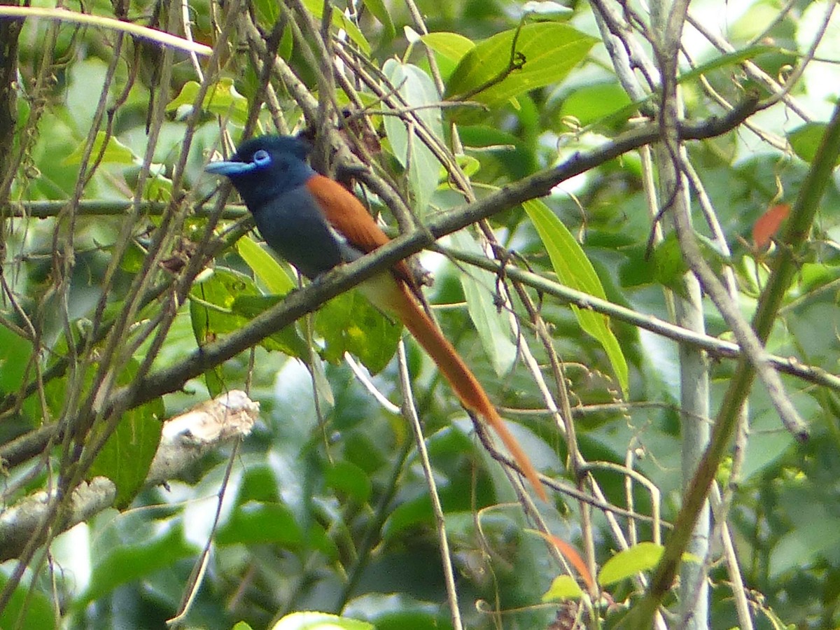 African Paradise-Flycatcher - ML102175581