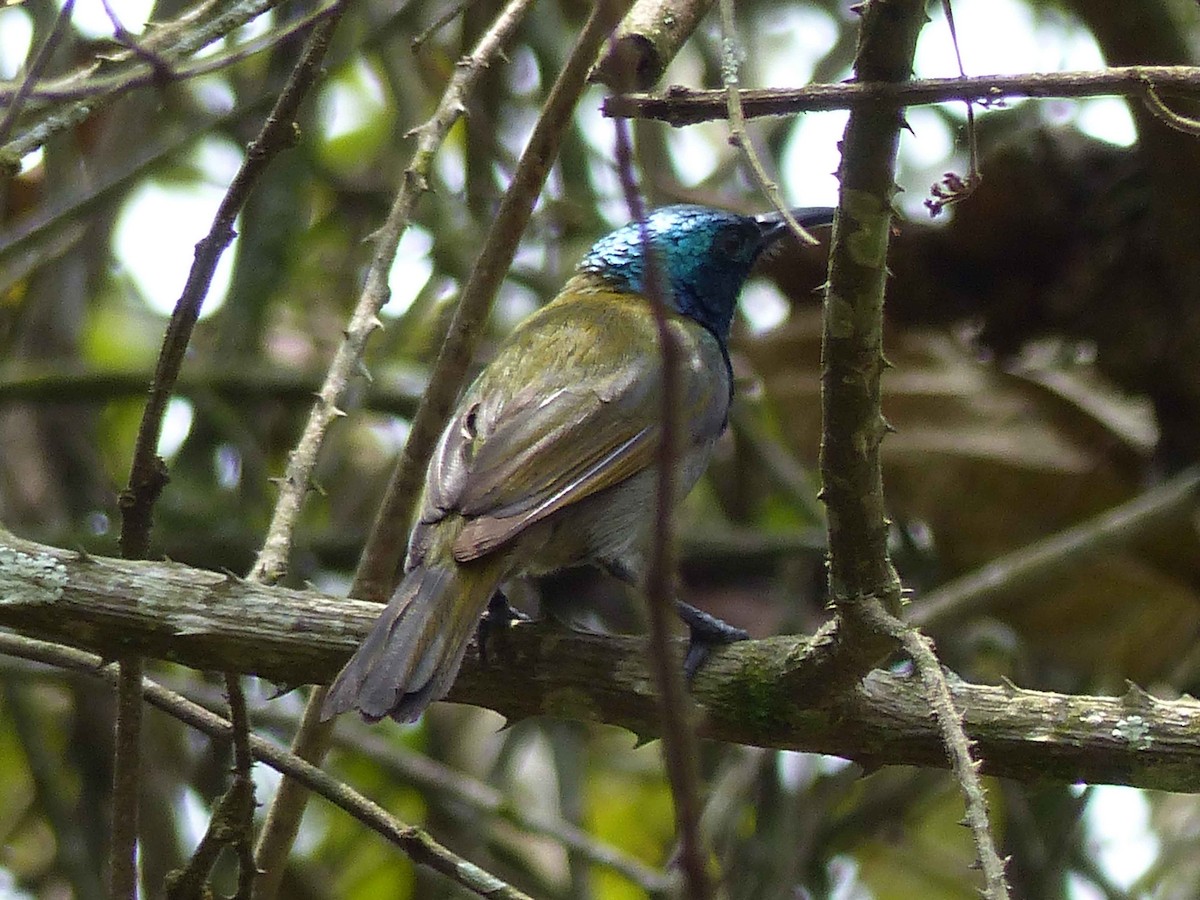 Blue-headed Sunbird - ML102175811