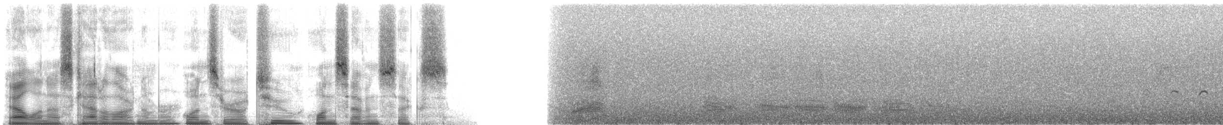 Pied Crow - ML102176