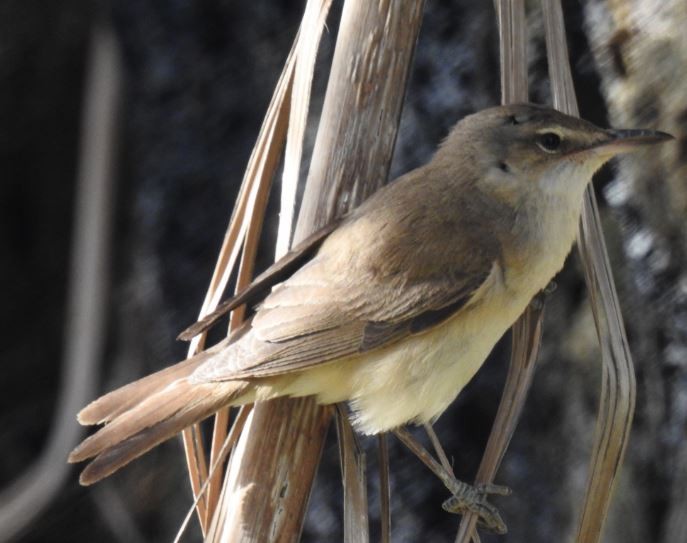 Great Reed Warbler - ML102177281