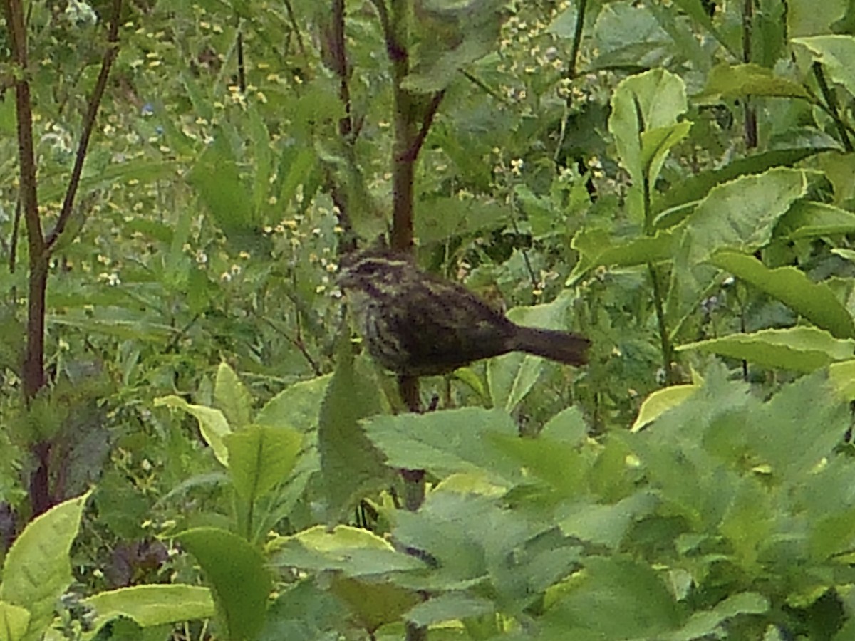 Streaky Seedeater - ML102177331