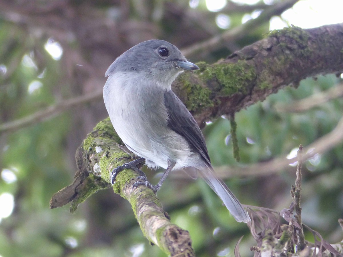 White-eyed Slaty-Flycatcher - ML102177391