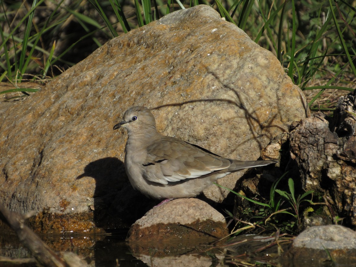 Picui Ground Dove - ML102177821