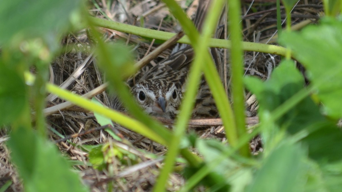 Vesper Sparrow - ML102177941