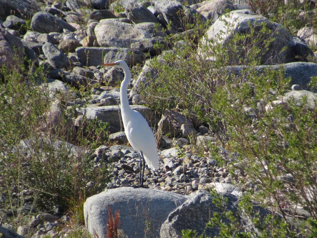 Great Egret - ML102178661