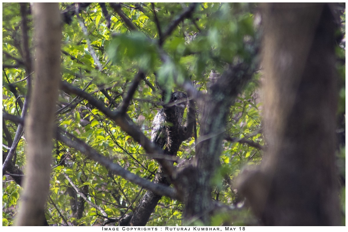 Mottled Wood-Owl - Ruturaj Kumbhar
