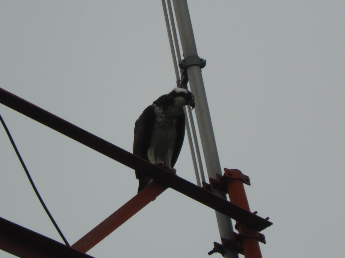 Osprey - ML102179511