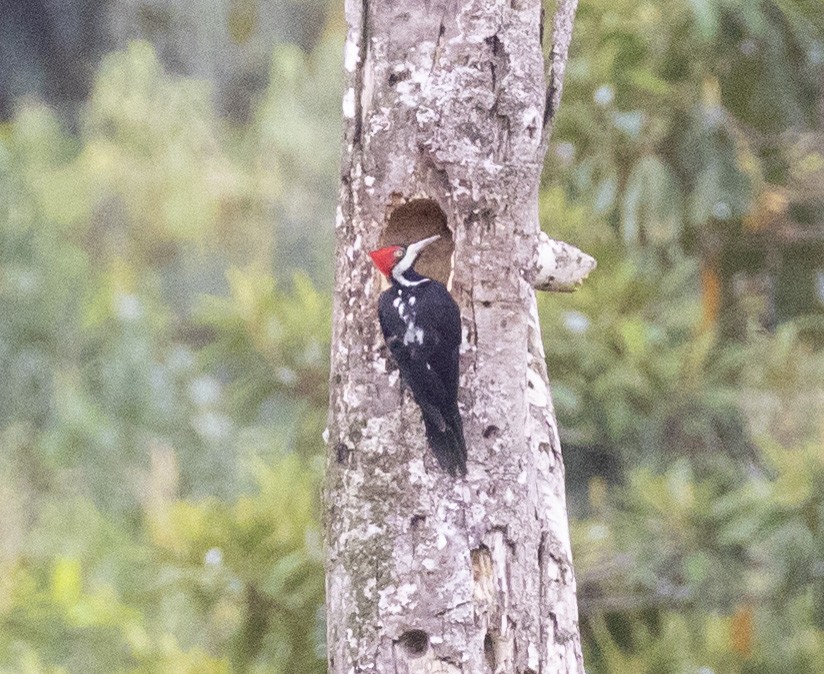 Crimson-crested Woodpecker - Mouser Williams