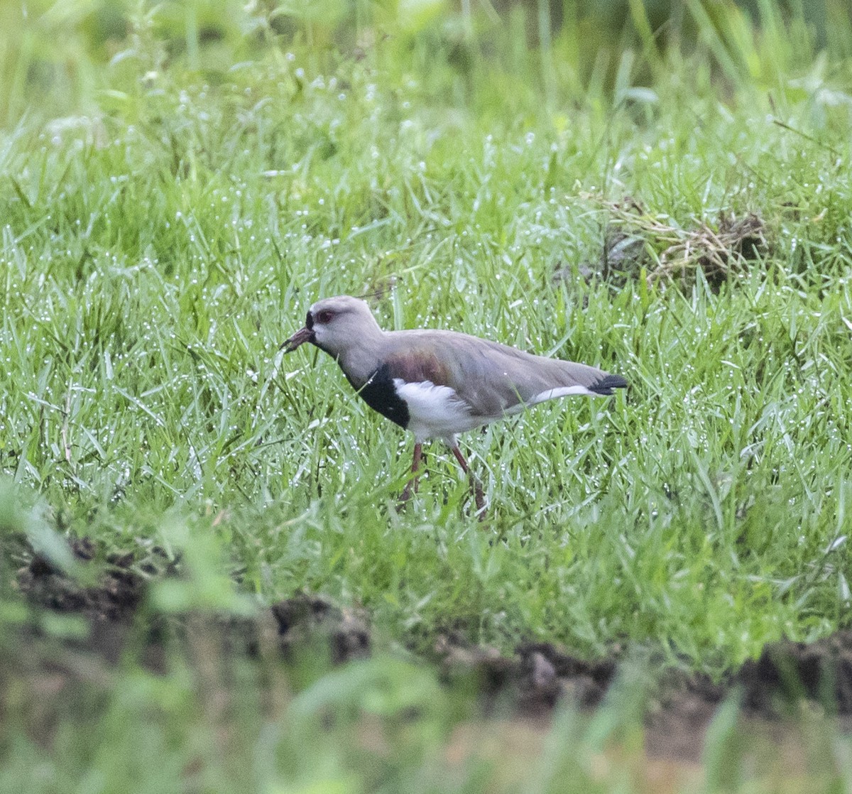 Southern Lapwing - Mouser Williams