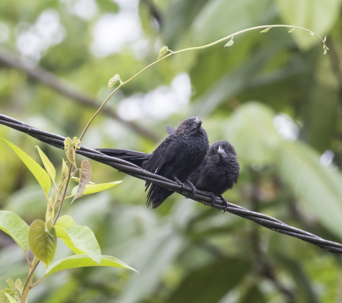 Smooth-billed Ani - Mouser Williams