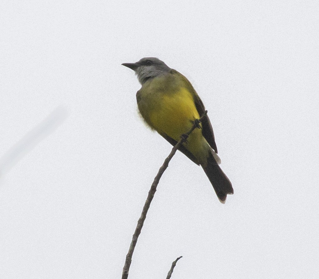 Tropical Kingbird - ML102181841