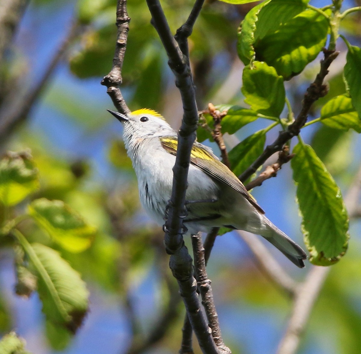 Brewster's x Chestnut-sided Warbler (hybrid) - Lowell Burket