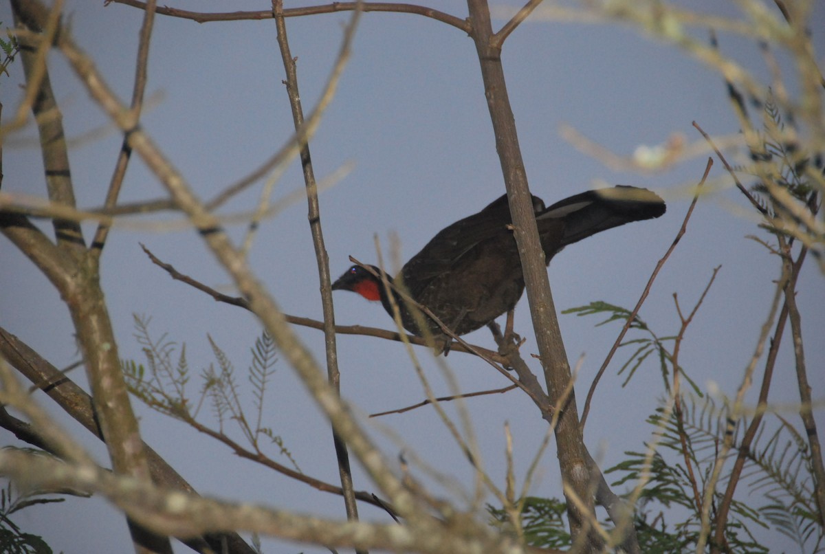 Dusky-legged Guan - ML102182701