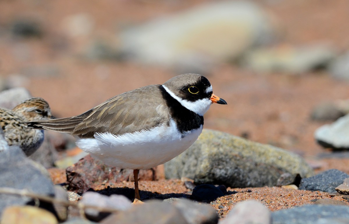 Semipalmated Plover - David M. Bell