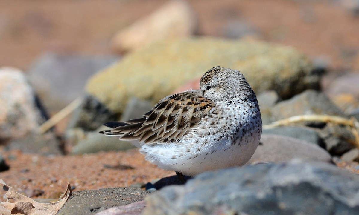 White-rumped Sandpiper - David M. Bell