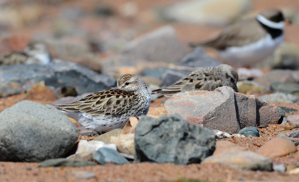 White-rumped Sandpiper - David M. Bell