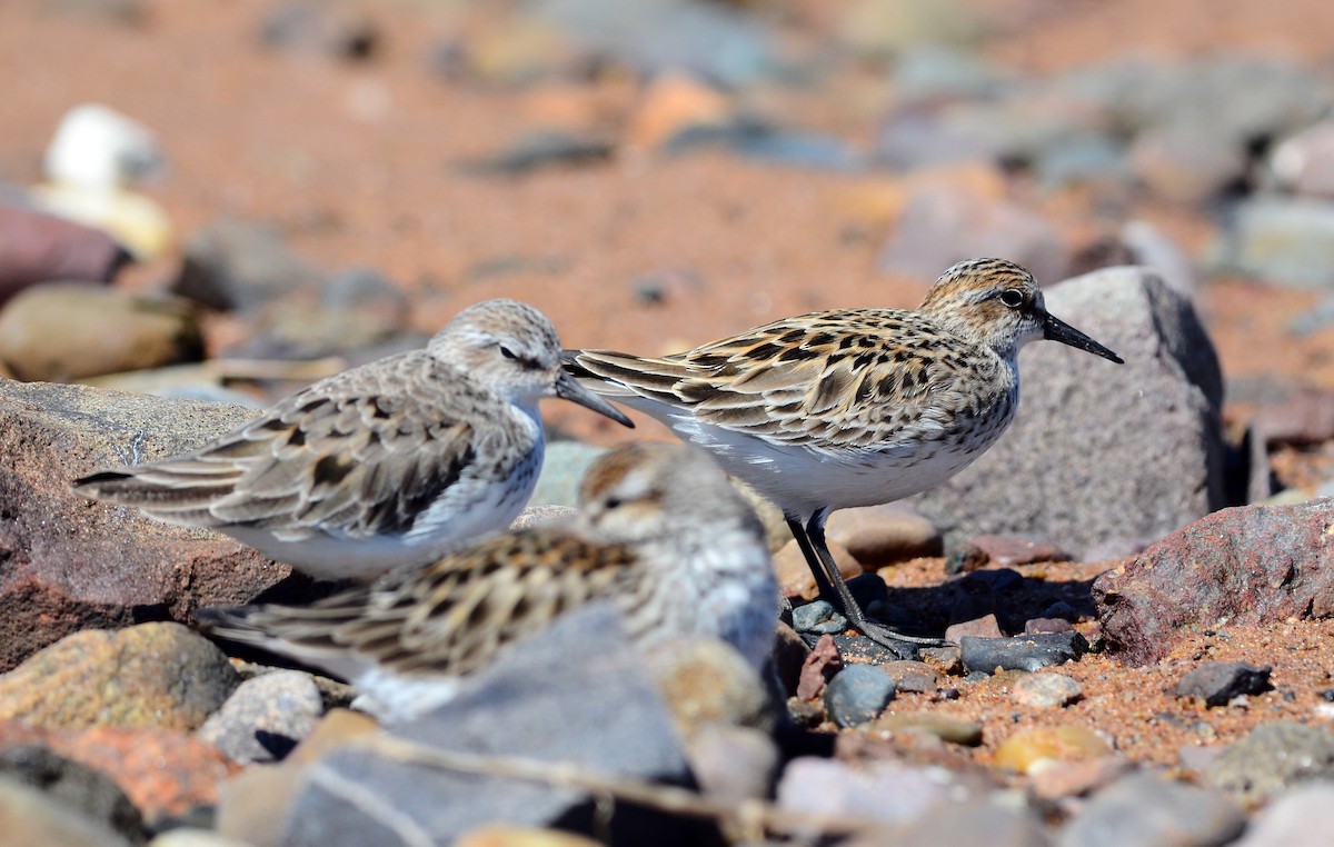 Semipalmated Sandpiper - David M. Bell