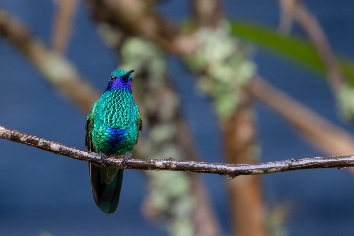 Sparkling Violetear - ML102183751