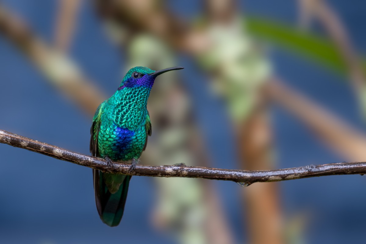 Sparkling Violetear - ML102183851