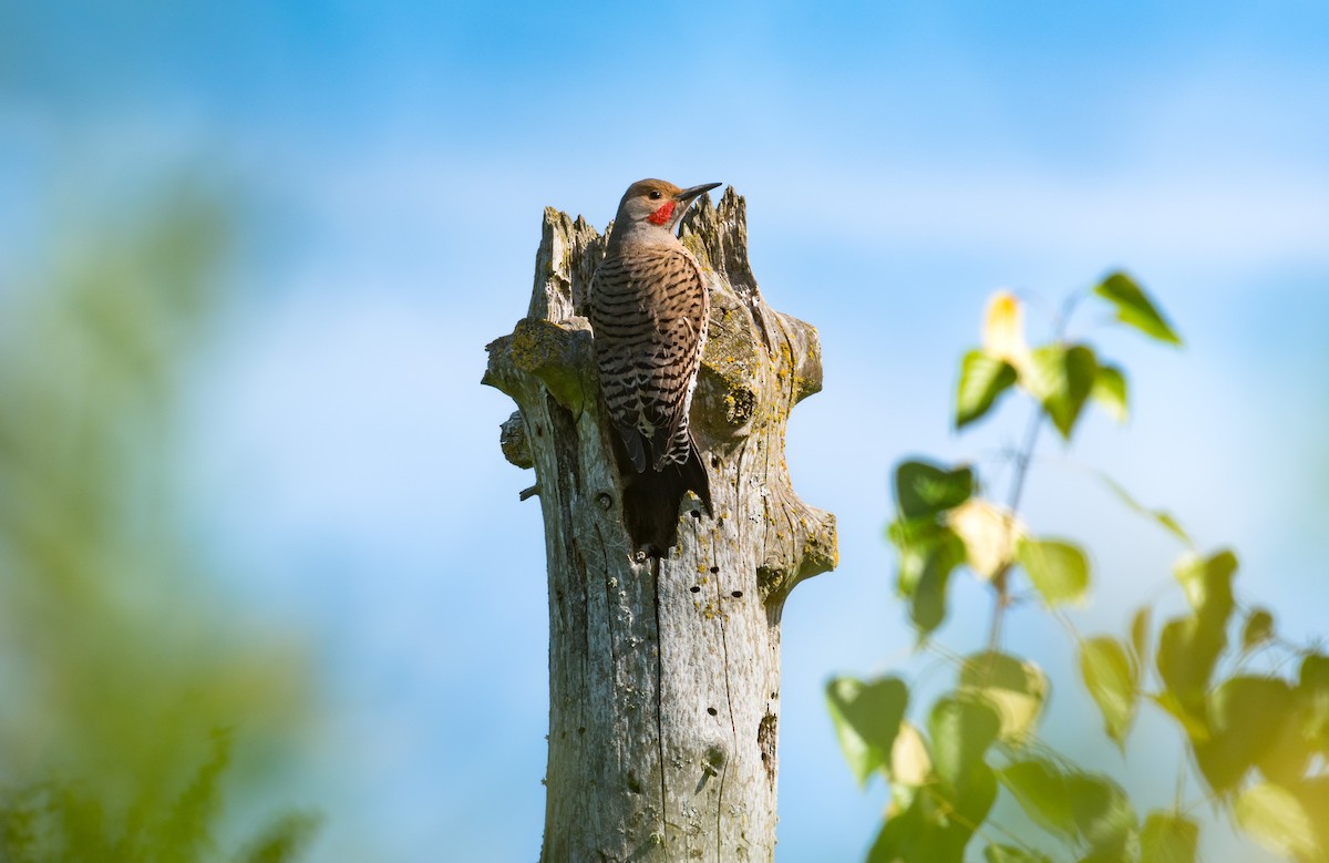 Northern Flicker - ML102184251