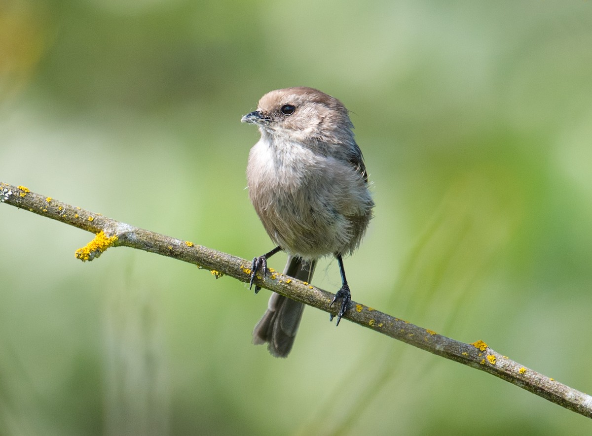 Bushtit - ML102184331