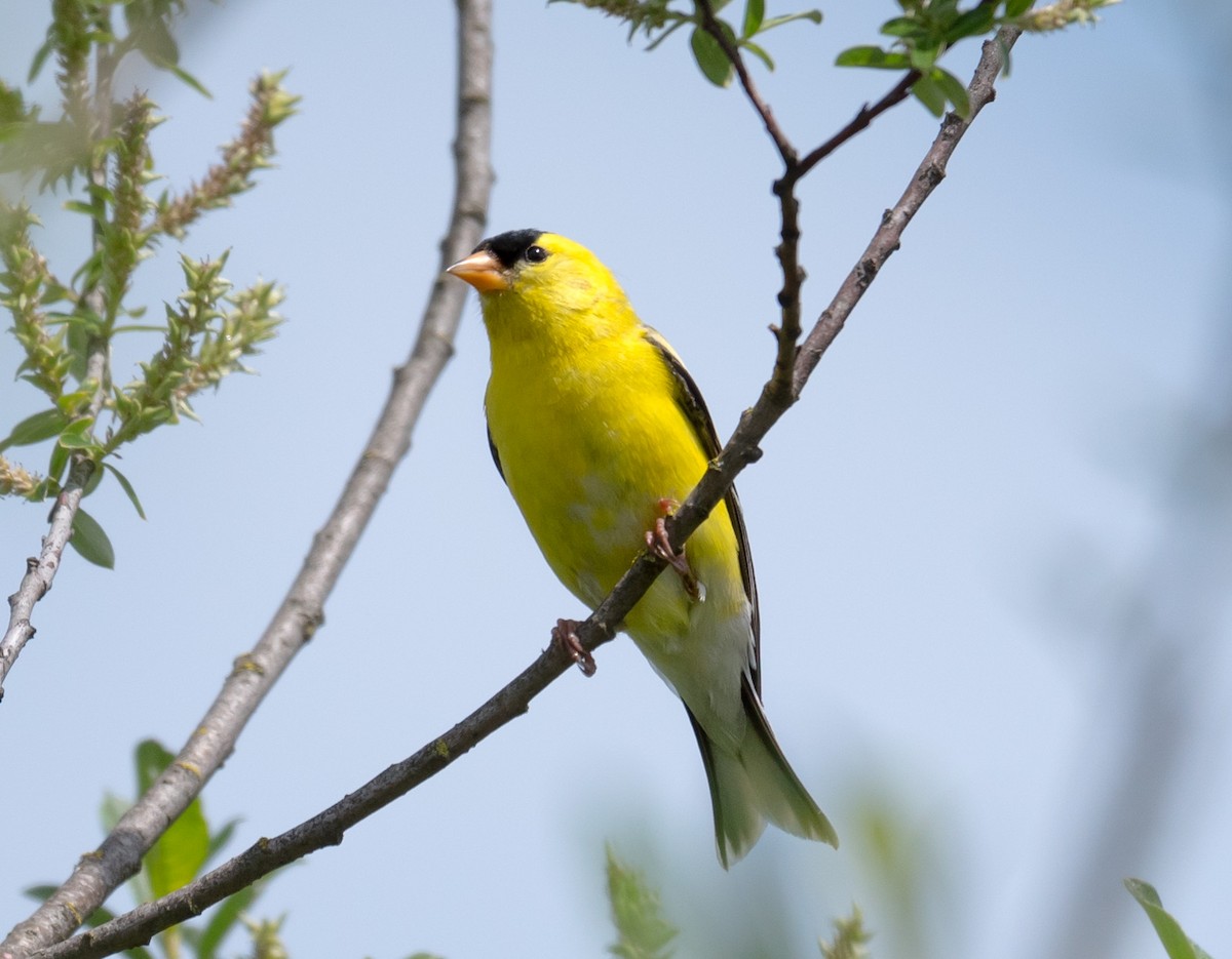 American Goldfinch - ML102184871