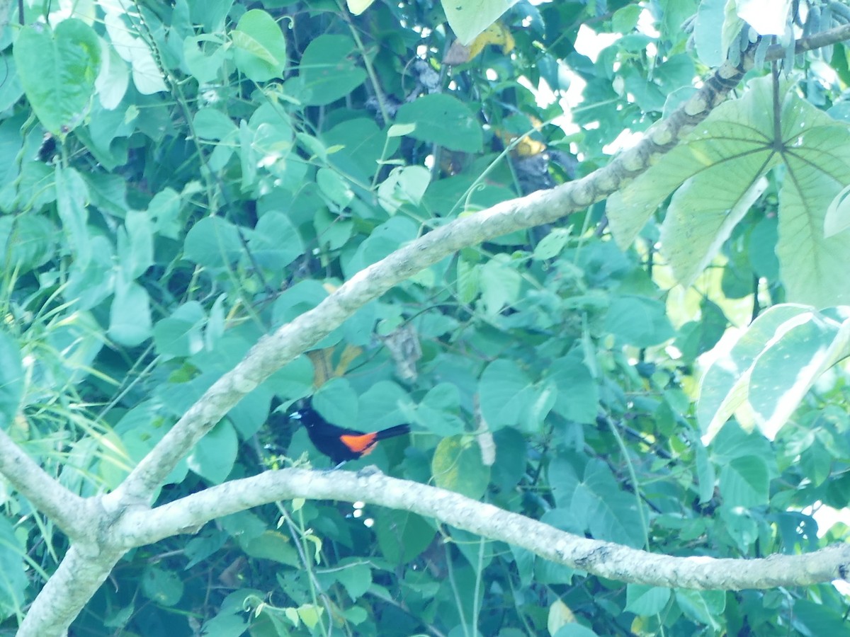 Scarlet-rumped Tanager (Passerini's) - Pooja Panwar