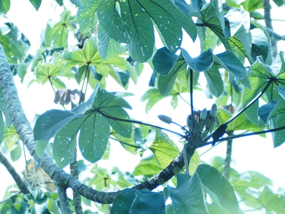 Blue Seedeater - Pooja Panwar