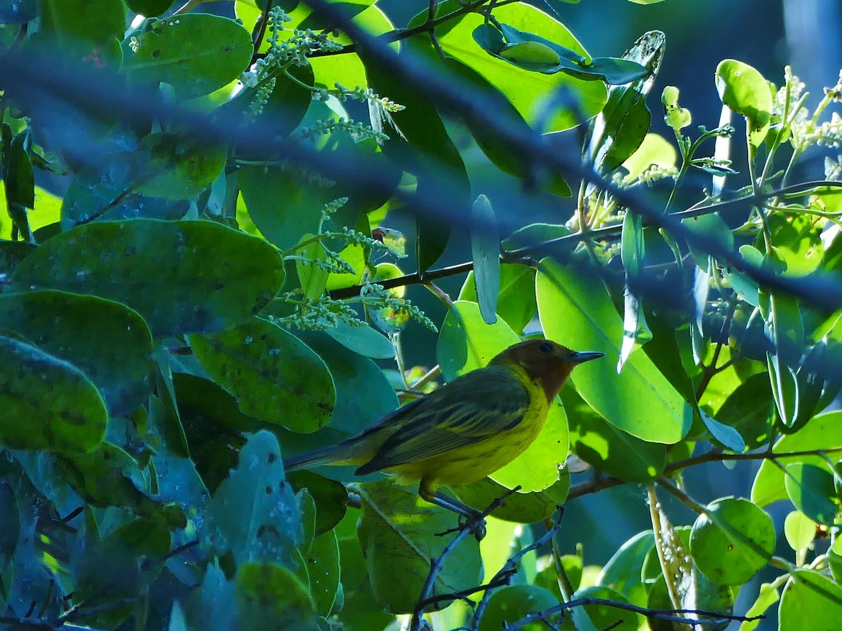 Yellow Warbler - Pooja Panwar