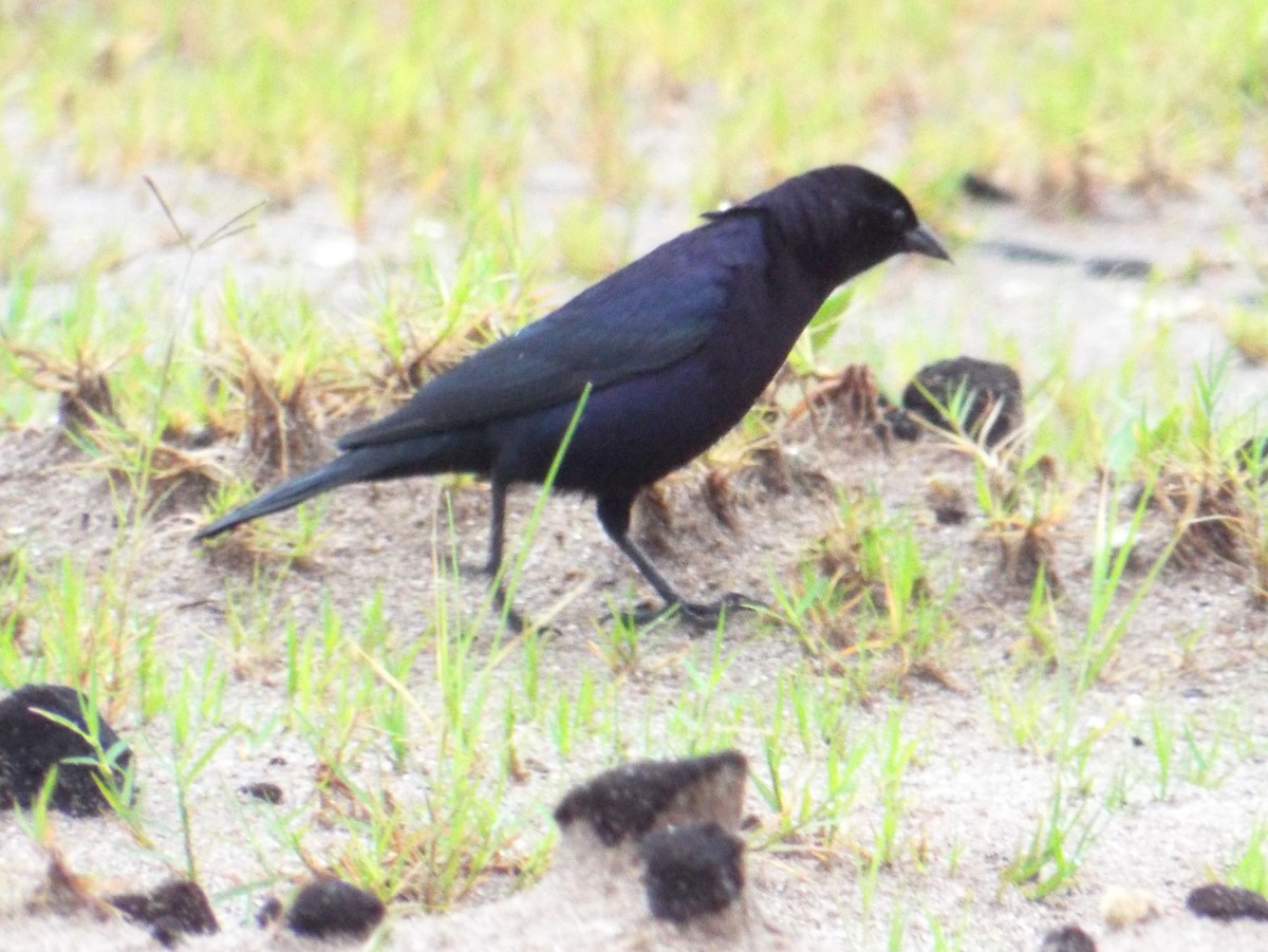 Shiny Cowbird - ML102187031