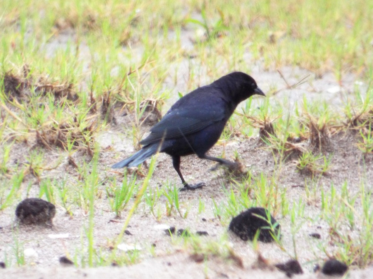 Shiny Cowbird - ML102187041