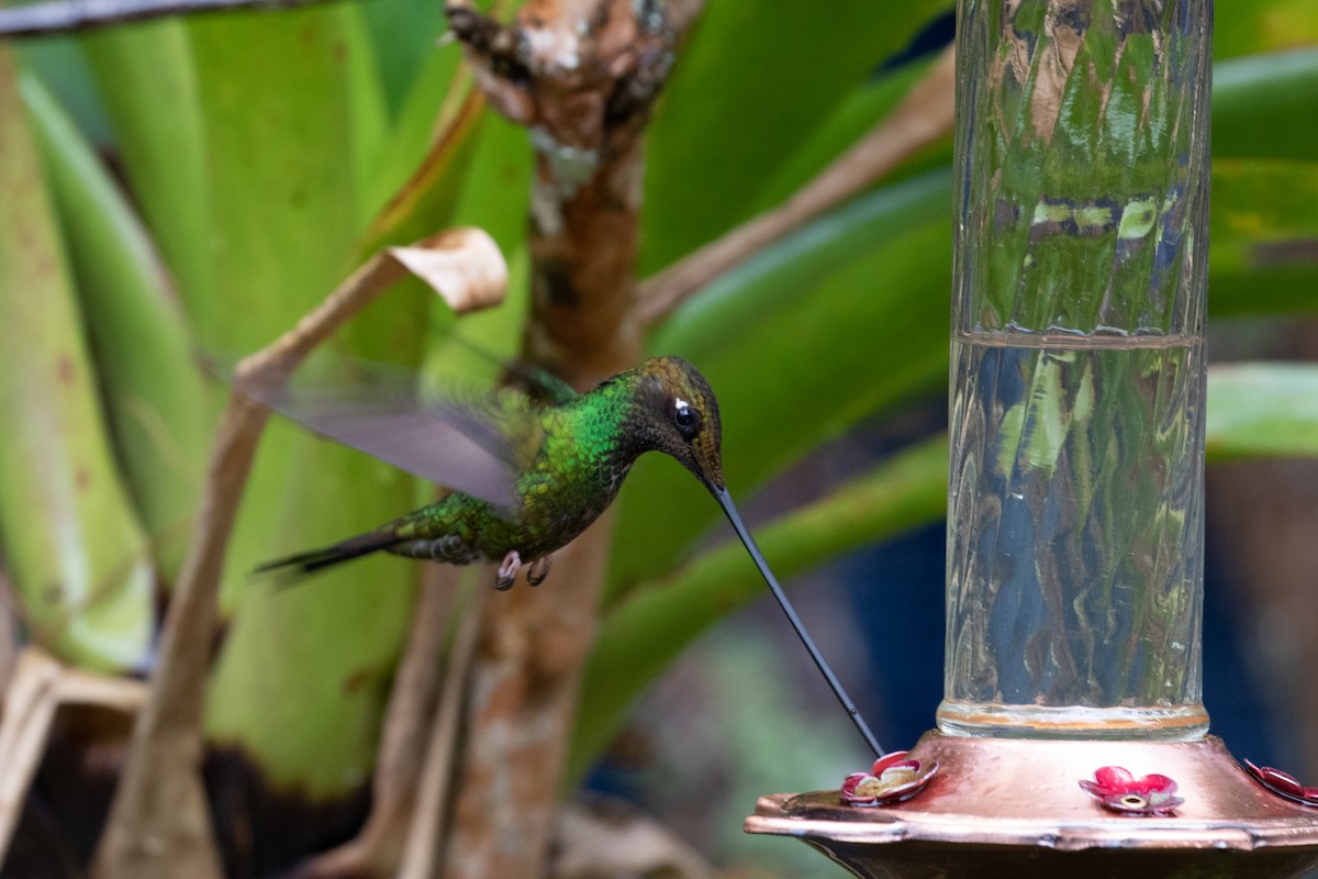 Colibri porte-épée - ML102189661