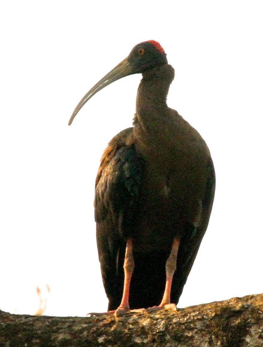 Red-naped Ibis - ML102190181