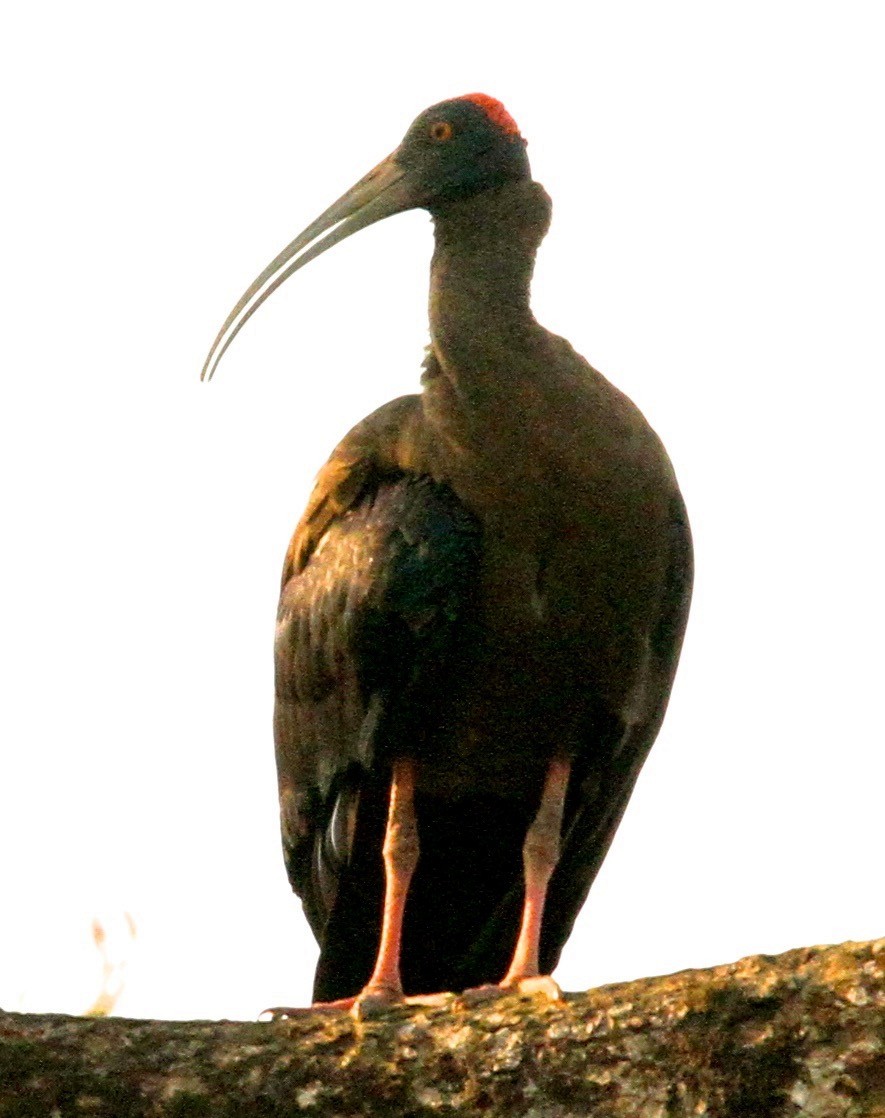 Red-naped Ibis - ML102190191